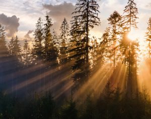 See the Light of Christ