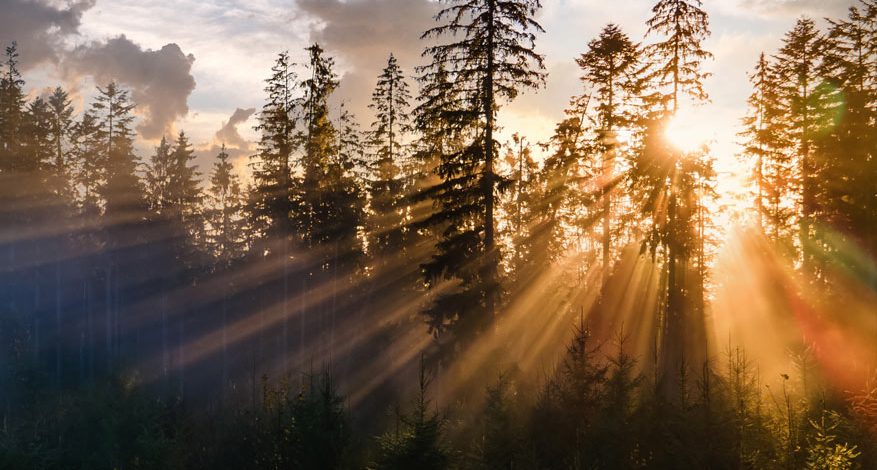 See the Light of Christ