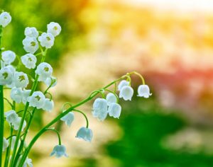 Lily of the Valleys