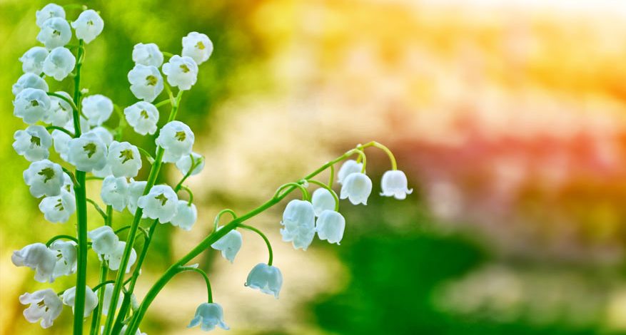 Lily of the Valleys